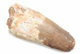 Fossil Spinosaurus Tooth - Feeding Worn Tooth #370520-1